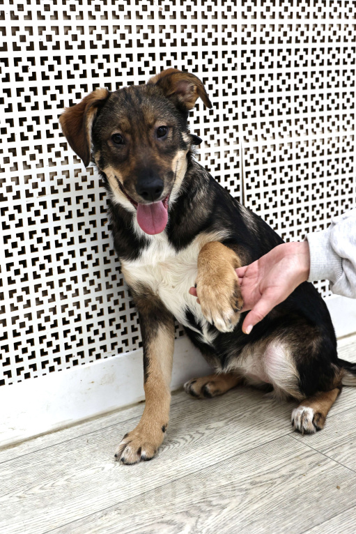 Собаки в Москве: Щенки бесплатно в Москве Девочка, Бесплатно - фото 2