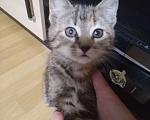 Кошки в Санкт-Петербурге: Котенок в добрые руки  Девочка, Бесплатно - фото 2