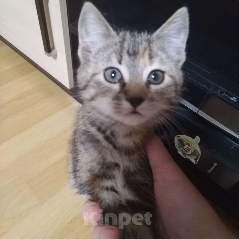 Кошки в Санкт-Петербурге: Котенок в добрые руки  Девочка, Бесплатно - фото 2