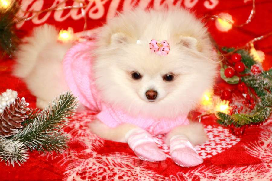 Собаки в Москве: девочка померанского шпица Девочка, 120 000 руб. - фото 4