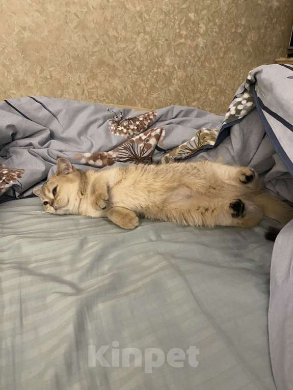 Кошки в Москве: Котенок девочка. 5.5 месяцев.  Золотистая шиншилла. Девочка, 15 000 руб. - фото 3