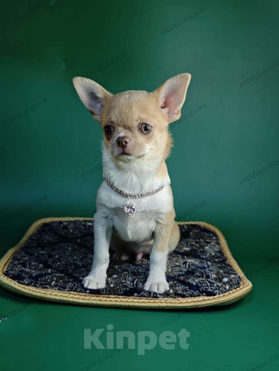 Собаки в Москве: Мини мальчик с лиловым носиком Мальчик, 40 000 руб. - фото 6