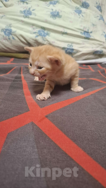 Кошки в Санкт-Петербурге: Котенок донского сфинкса Мальчик, 10 000 руб. - фото 3