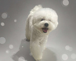 Собаки в Москве: Щенок бишон фризе  Мальчик, 140 000 руб. - фото 4