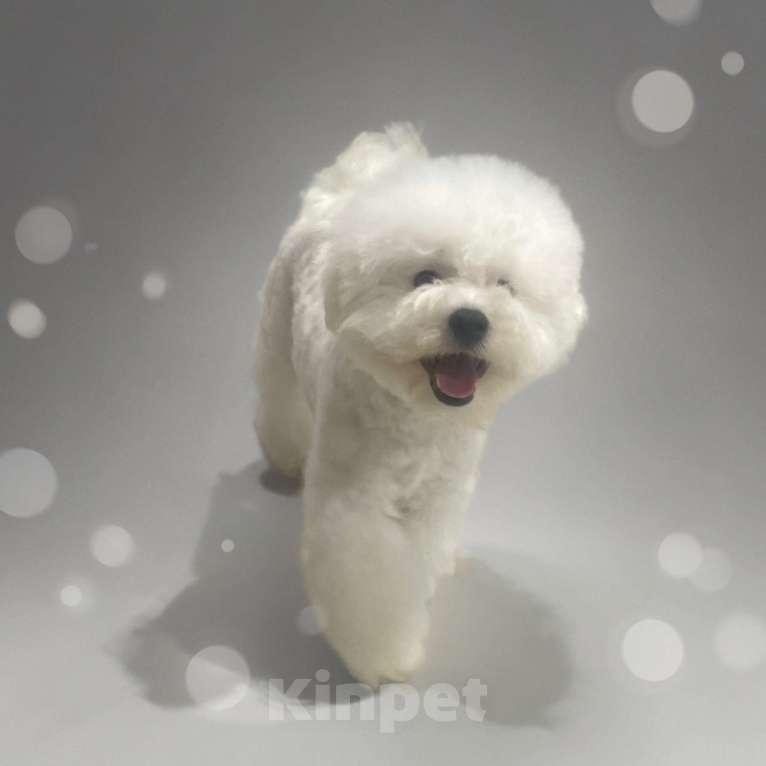 Собаки в Москве: Щенок бишон фризе  Мальчик, 140 000 руб. - фото 4