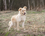 Собаки в Москве: Миниатюрная очаровательная блондинка (10 кг) Девочка, Бесплатно - фото 9