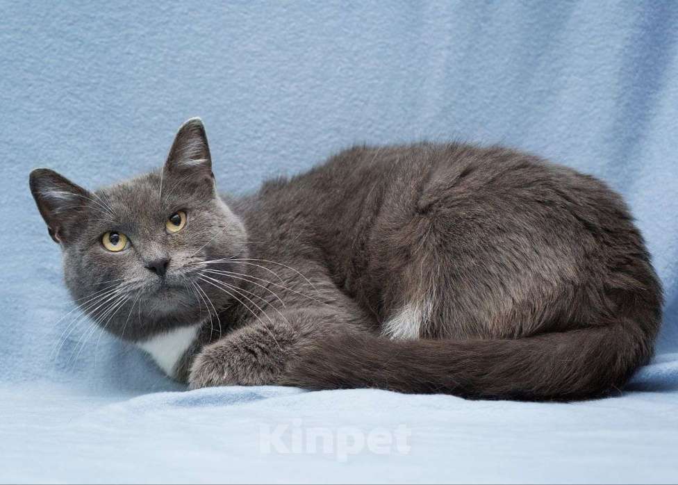 Кошки в Москве: Даже на породистых кошечек откликов нет 💔 Почему же Экиму не замечают? Девочка, Бесплатно - фото 2