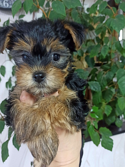 Йорк, щенок девочка 