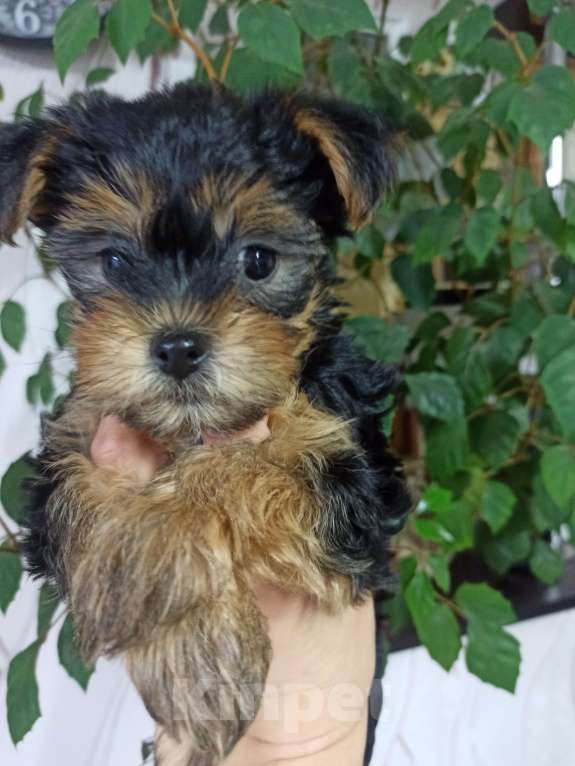 Собаки в Перми: Йорк, щенок девочка  Девочка, 25 000 руб. - фото 1