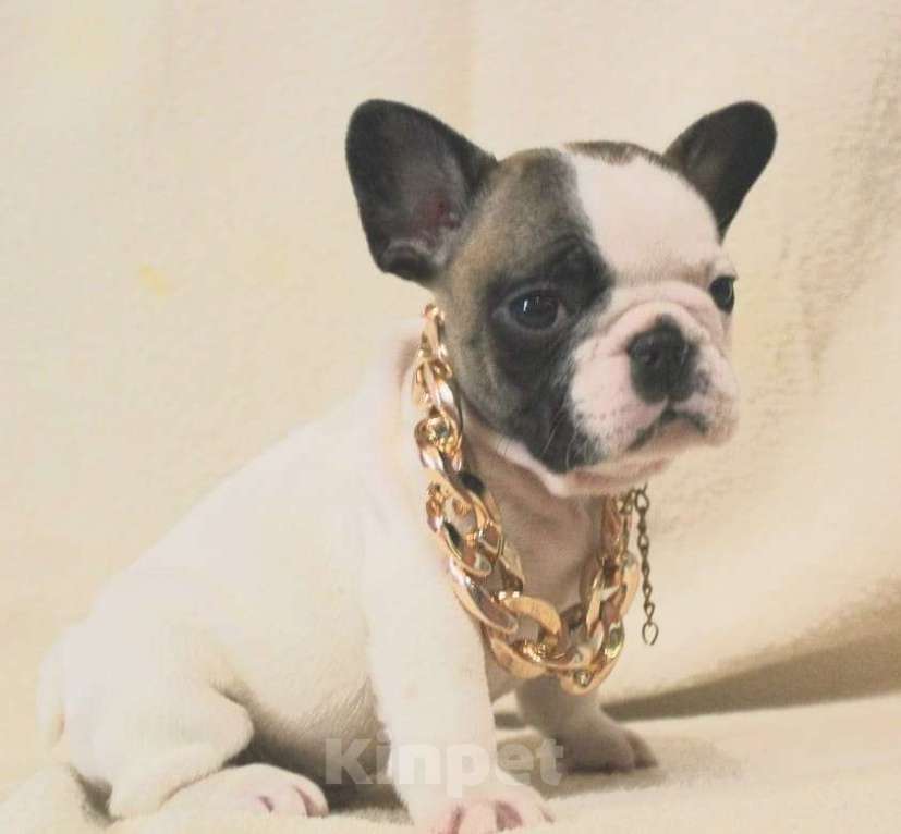 Собаки в Москве: Щенок француз Мальчик, 130 000 руб. - фото 4