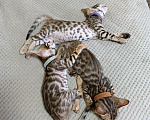 Кошки в Нижнем Новгороде: Бенгальские котята Девочка, Бесплатно - фото 9