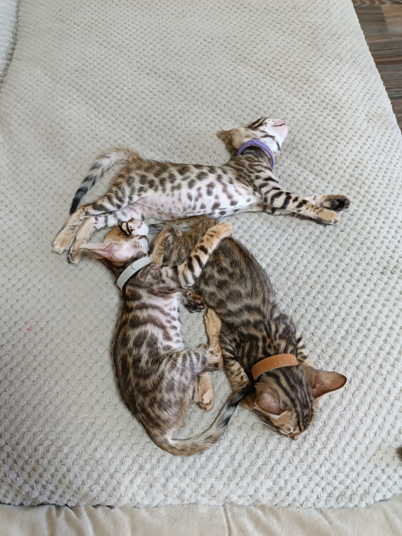 Кошки в Нижнем Новгороде: Бенгальские котята Девочка, Бесплатно - фото 9