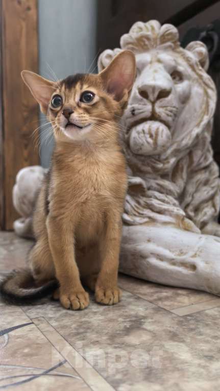 Кошки в других городах Московской области: Абиссинская девчуля Девочка, 75 000 руб. - фото 1