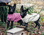 Собаки в Москве: Две веселые сестрички! Ласковые щенки Белка и Чернуха в дар Девочка, Бесплатно - фото 1