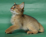 Кошки в Оренбурге: кошка лисичка, 25 000 руб. - фото 4