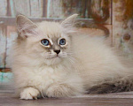 Кошки в Ливны: Невские маскарадные котята, 25 000 руб. - фото 3