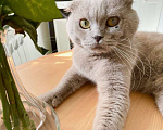 Кошки в Москве: Кот Хью британский красавец в дар. Мальчик, Бесплатно - фото 3