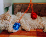 Кошки в Москве: Рыжий котик Мокки с одним глазиком ищет дом.  Мальчик, Бесплатно - фото 5
