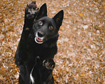 Собаки в Санкт-Петербурге: Домашняя собачка, дружит с кошками Девочка, Бесплатно - фото 8