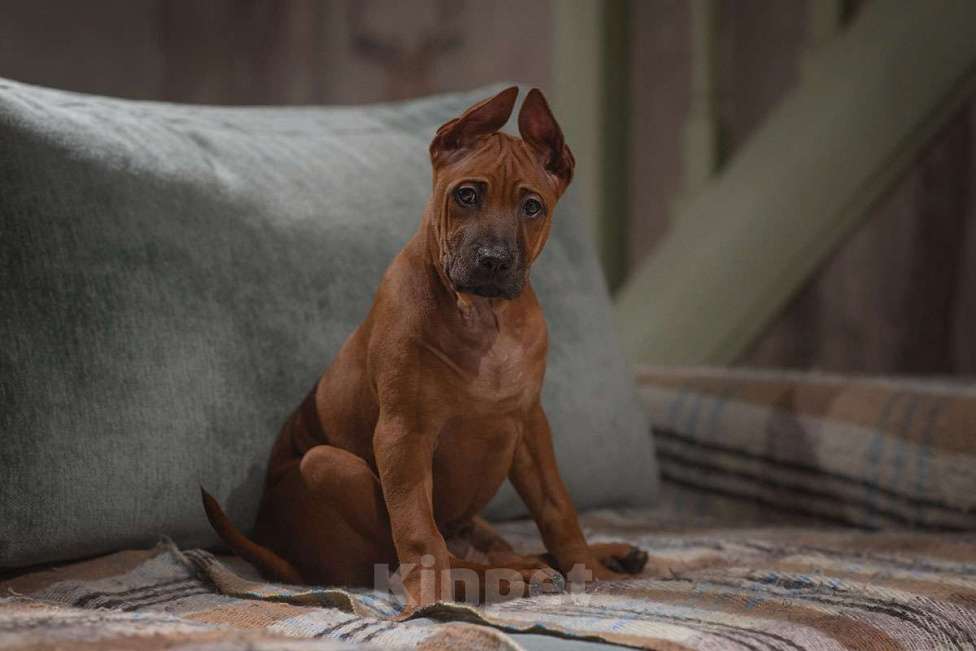 Собаки в Перми: Щенок тайского риджбека Мальчик, 60 000 руб. - фото 4