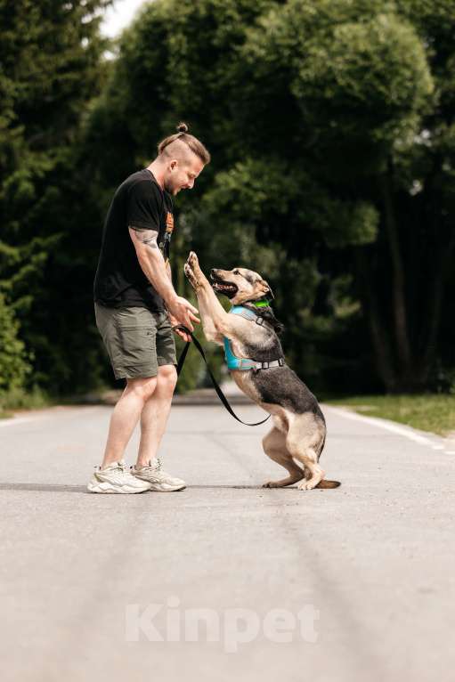 Собаки в Москве: Собака-компаньон для города Джефри в дар Мальчик, 1 руб. - фото 3