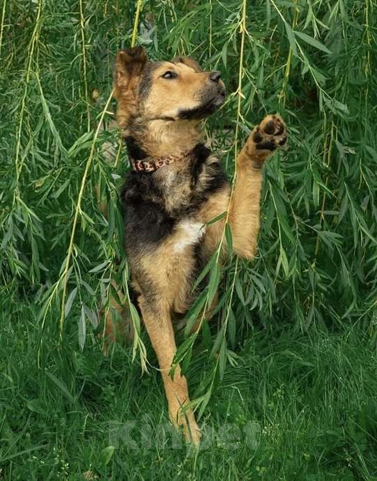Собаки в Москве: Маргошу никто не замечает, подарите ей дом Девочка, Бесплатно - фото 8