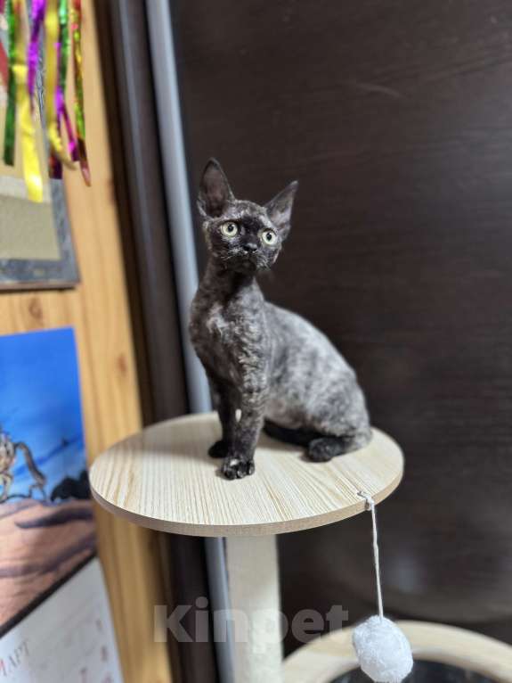 Кошки в Краснодаре: Кошечка девон-рекс Девочка, 42 000 руб. - фото 1