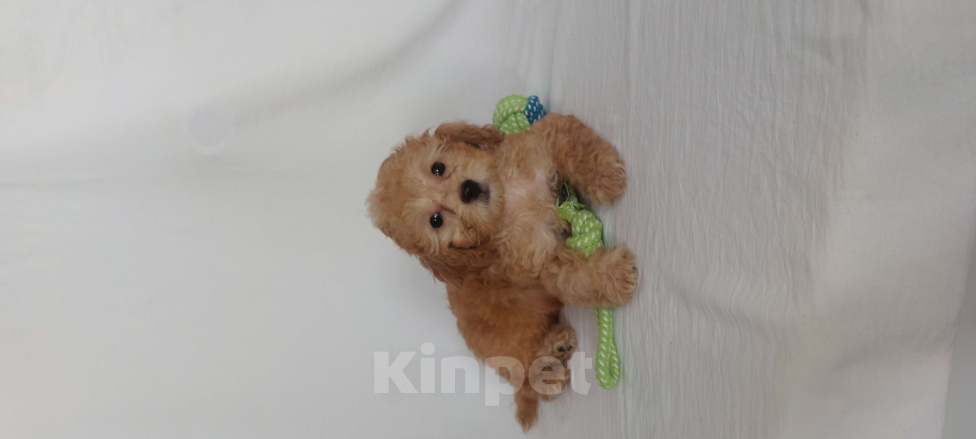 Собаки в Ростове-на-Дону: Той-пудель, девочка и мальчик мраморный абрикос продам Мальчик, 150 000 руб. - фото 4