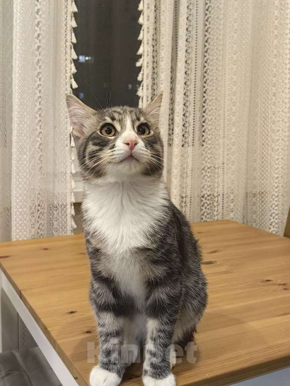 Кошки в Москве: Котёнок бесплатно Мальчик, Бесплатно - фото 5