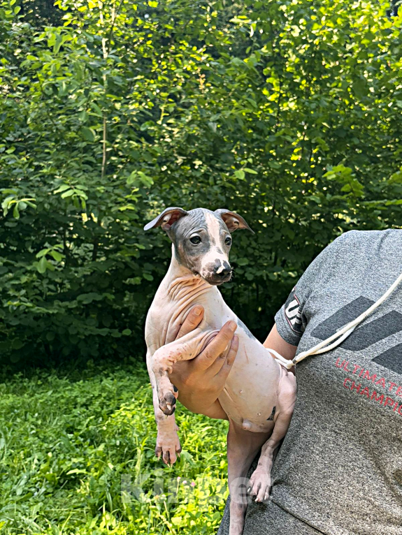 Собаки в Москве: Американский голый терьер, щенок Мальчик Мальчик, 25 000 руб. - фото 5