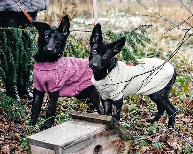 Собаки в Москве: Две веселые сестрички! Ласковые щенки Белка и Чернуха в дар Девочка, Бесплатно - фото 1