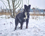 Собаки в Наро-Фоминске: Дениза: щенок, девочка, 4-5 мес. Девочка, Бесплатно - фото 10