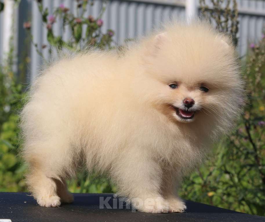 Собаки в Москве: померанский шпиц  Мальчик, 50 000 руб. - фото 10