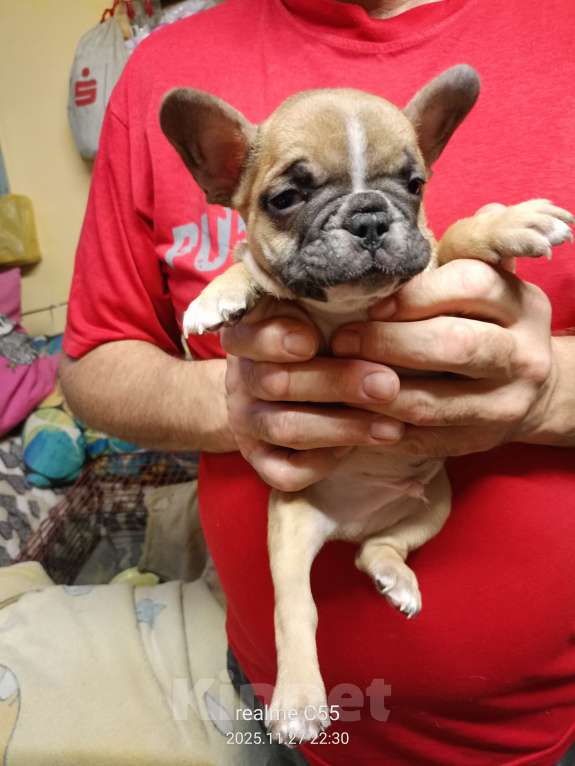 Собаки в Омске: Продаем щенков французкого бульдога Мальчик, Бесплатно - фото 4