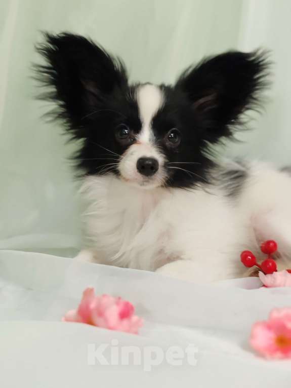 Собаки в Подольске: Девочка папильон Девочка, Бесплатно - фото 5