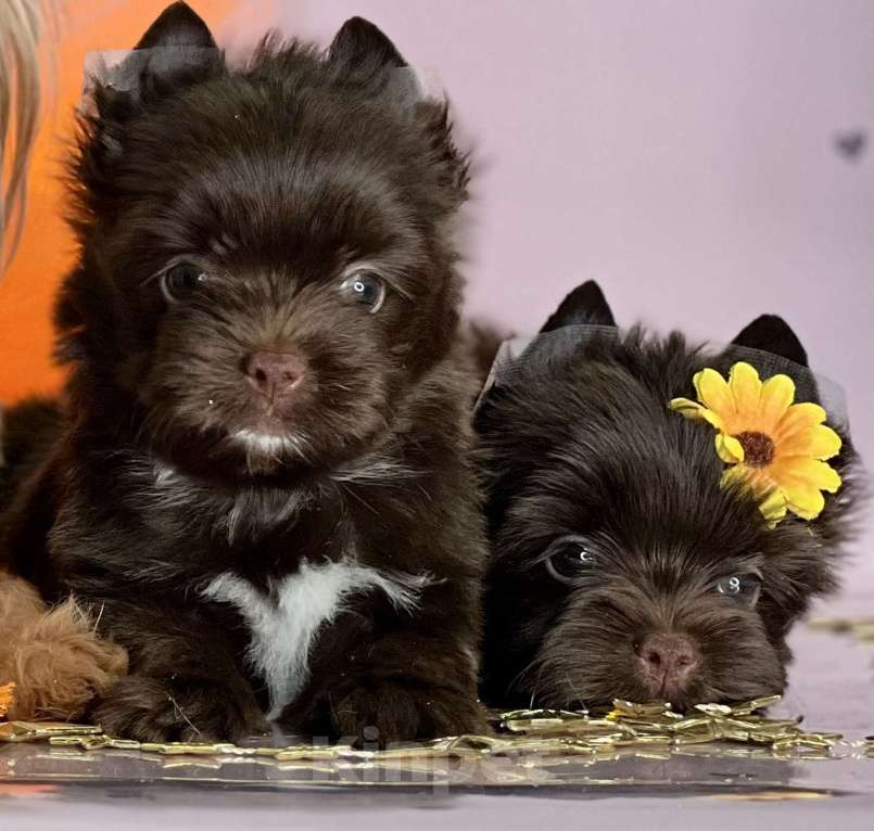 Собаки в Котельнике: Шоколадный Йорк мини мальчик  Мальчик, 80 000 руб. - фото 5