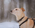 Собаки в Москве: Паппи ищет дом  Мальчик, Бесплатно - фото 4