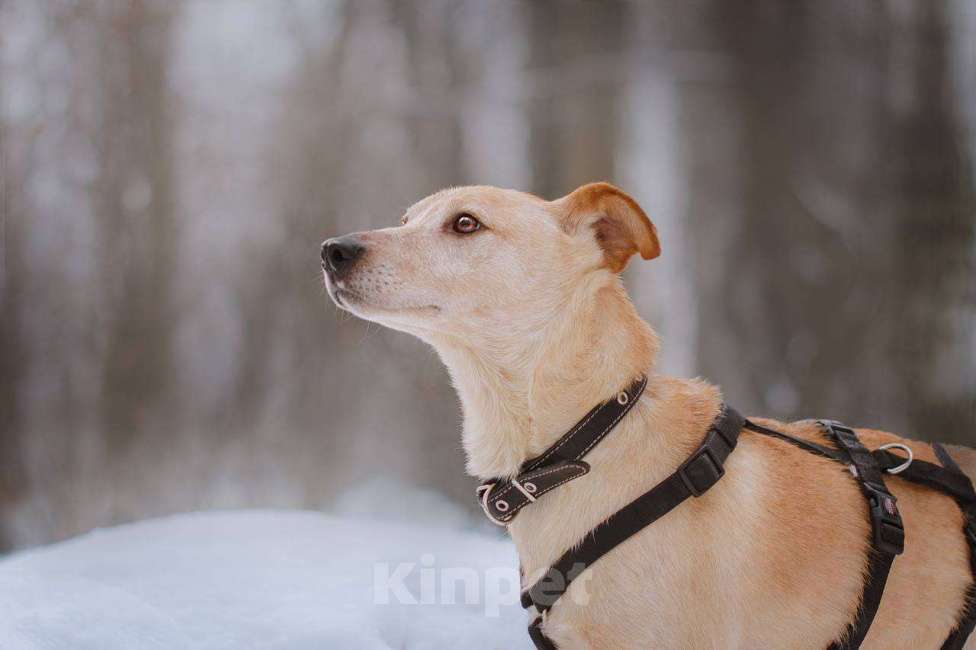 Собаки в Москве: Паппи ищет дом  Мальчик, Бесплатно - фото 4