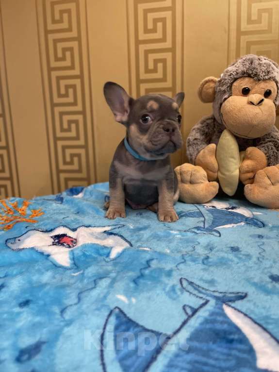 Собаки в других городах Московской области: Французский бульдог щенок мальчик Мальчик, 50 000 руб. - фото 3