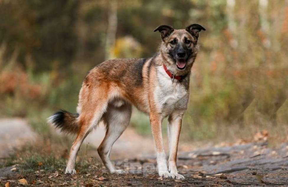 Собаки в Балашихе: Харви мечтает о хозяине  Мальчик, Бесплатно - фото 3