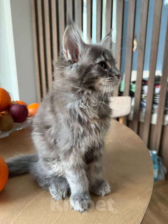 Кошки в Санкт-Петербурге: Котенок мейн-кун с документами Девочка, Бесплатно - фото 4