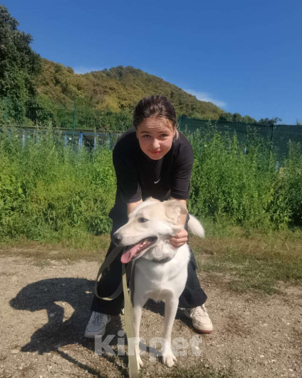 Собаки в других городах Краснодарского края: Беляш из приюта Поводог Сочи с возможностью отправки к Вам Мальчик, Бесплатно - фото 3