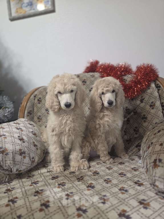 Собаки в Москве: Королевский пудель! Щенок Мальчик, Бесплатно - фото 3