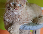 Кошки в Дмитрове: Мейн-кун полидакт Мальчик, 75 000 руб. - фото 1