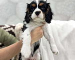 Собаки в других городах Калининградской области: Кавалер Кинг Чарльз Спаниель Мальчик, 38 000 руб. - фото 2