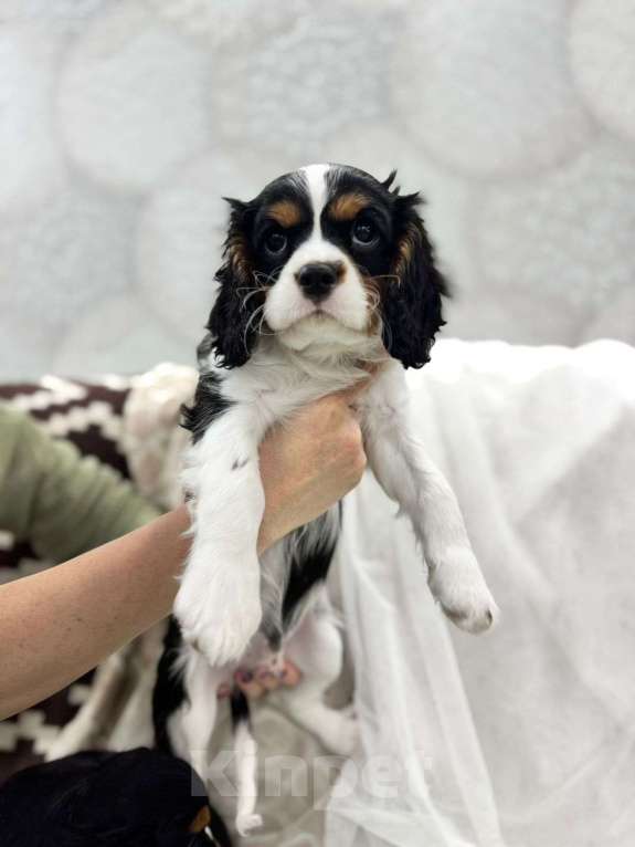Собаки в других городах Калининградской области: Кавалер Кинг Чарльз Спаниель Мальчик, 38 000 руб. - фото 2
