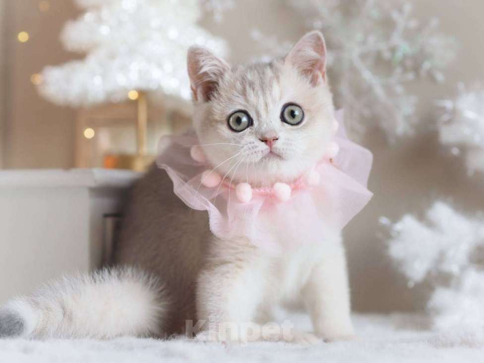 Кошки в Москве: Британская девочка Аура Девочка, 100 000 руб. - фото 7