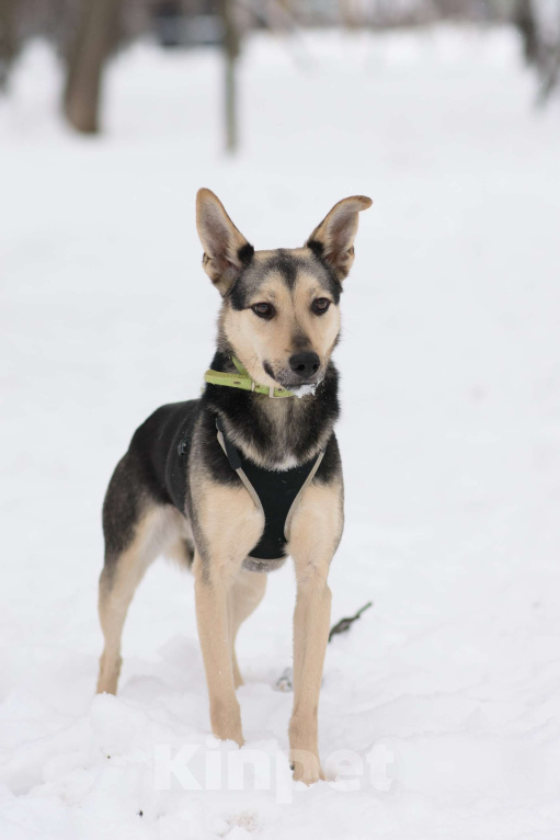Собаки в Москве: Гуччи Мальчик, Бесплатно - фото 2