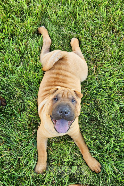 Собаки в других городах Московской области: Шарпей, щенок шарпея Мальчик, 60 000 руб. - фото 3