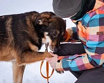 Собаки в Москве: Ариэль ищет свою любящую семью Девочка, Бесплатно - фото 2